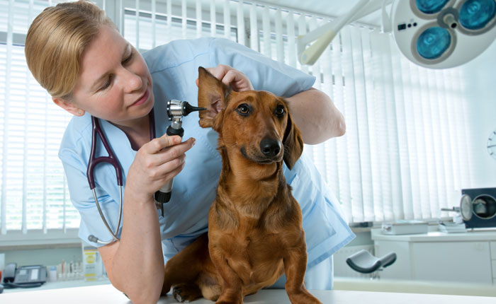 Certified in Veterinary Medicine